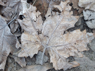 Sycamore fallen leaves background. .Rotten leaf in frost