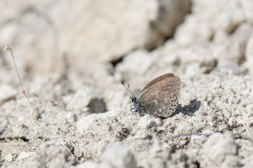 Lycaenidae / Sözen in Yalancıbakırı / / Neolycaena soezen