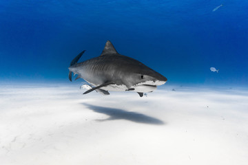 Tiger shark 3/4s