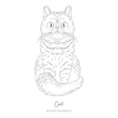 Symmetrical Vector illustration of cat. Hand drawn ink realistic sketching isolated on white. Perfect for logo branding t-shirt coloring book design.