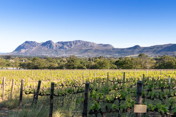 vineyard landscape