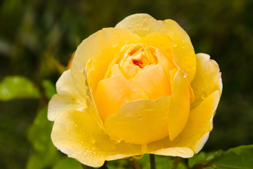 Big drops of rain on the petals of a yellow rose in a summer sunny garden
