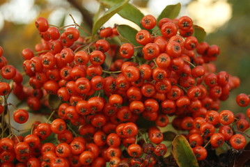 fruits rouges