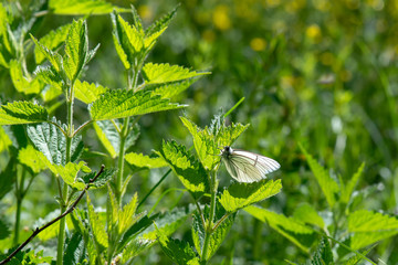 Pieridae / Alıç Kelebeği / Black-veined White / Aporia crataegi