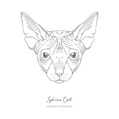 Symmetrical Vector portrait illustration of Sphinx cat. Hand drawn ink realistic sketching isolated on white. Perfect for logo branding t-shirt coloring book design.