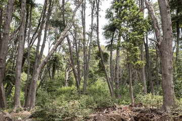 trees in the forest