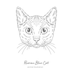 Symmetrical Vector portrait illustration of Russian Blue cat. Hand drawn ink realistic sketching isolated on white. Perfect for logo branding t-shirt coloring book design.