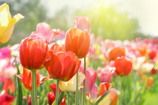 tulpenbl&uuml;te in hellem licht, highkey