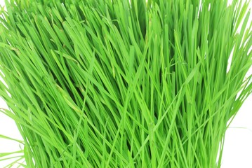Full frame of wheatgrass superfood 