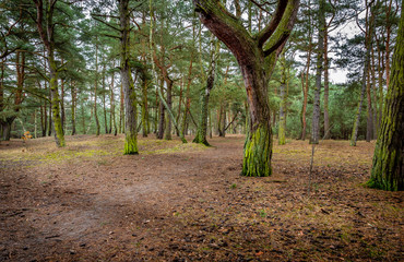 Autumn forest during cloudy day