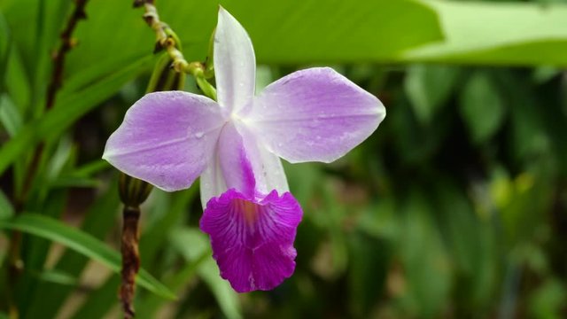Orchid (Sobralia sp.) flowering in  tropical rainforest. in the Ecuadorian Amazon