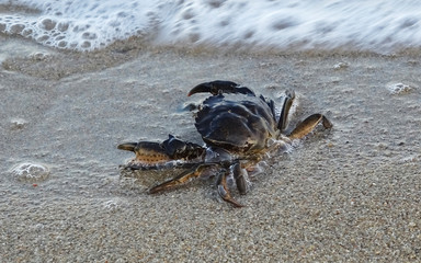 Little crab is walking on the seashore near the sea wave