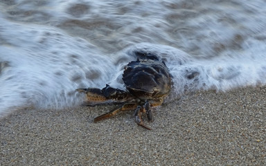 Little crab is walking on the seashore near the sea wave