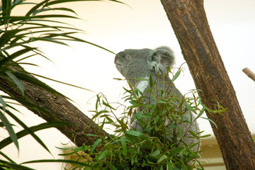 Koala © kerstiny