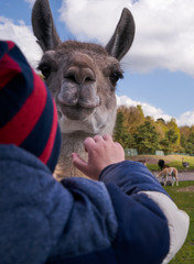 The curious lama meets people in the safari park