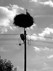 Silhouette of a stork in its nest on the top of electrical pole. Typical view in Poland during the spring and summer