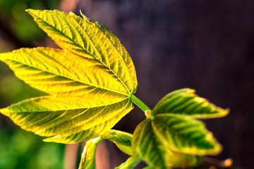 young green shoots of a tree, spring season, natural background