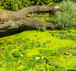 Upset crashed old tree lays on small lake covered with greenery plants and lilies on a sunny summer spring day outdoor park nature environment