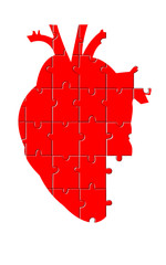 Anatomic Heart Puzzle