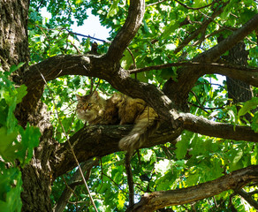 Fototapeta na wymiar Cute hairy cat sitting on a green tree with leaves and resting on a sunny summer spring day