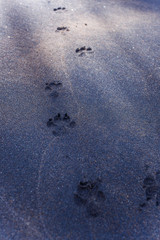 Dog footprints on the black sand of Sri Lanka