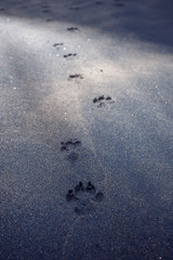 Dog footprints on the black sand of Sri Lanka