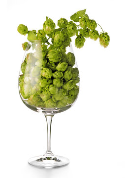 bicchiere con luppolo fresco