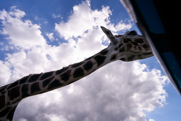 The curious giraffe meets people in the safari park
