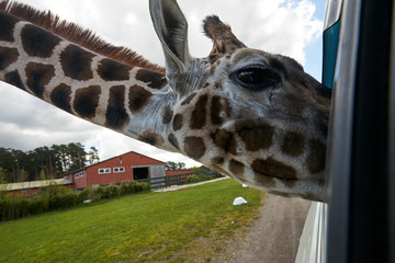 The curious giraffe meets people in the safari park