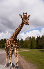 Cute and curious giraffe in the safari park