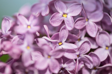 Lila Violett Flieder Blüten vom Fliederstrauch in Makro Nahaufnahme im Frühling