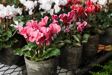 Variety of potted cyclamen persicum plants in the flowers bar. - obrazy, fototapety, plakaty