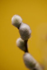 spring willow on a yellow background