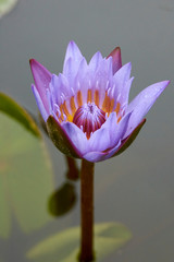 Bright spring flower blossom