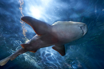 big fish in the sea, bottom view