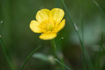 Fototapeta premium Butterblume blüht Gelb auf grüner Wiese im Frühling Sommer
