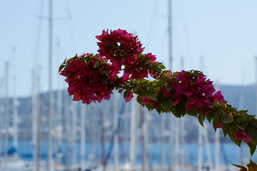 Bright spring flower blossom