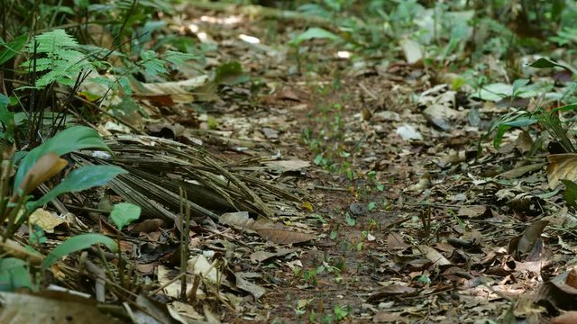 Column of Leaf Cutter Ants (Atta sp.) carrying their leaves along the rainforest floor to their nest in the Ecuadorian Amazon.