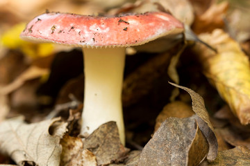 Rosy russula (Russula rosea), macro ( selective focus )