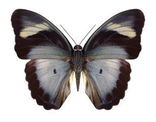 Butterfly Euphaedra dargeana on a white background