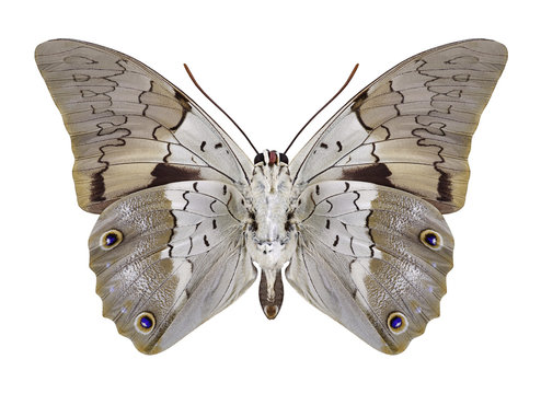Butterfly Prepona dexamenus (underside) on a white background