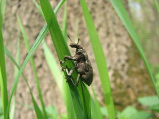 Curculionidae or weevil beetle sits on the green grass in its natural habitat. Fauna of Ukraine. Shallow depth of field, closeup.