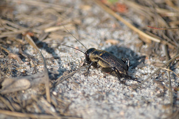 Gryllus campestris. Field cricket in its natural habitat. Fauna of Ukraine. Shallow depth of field, closeup.