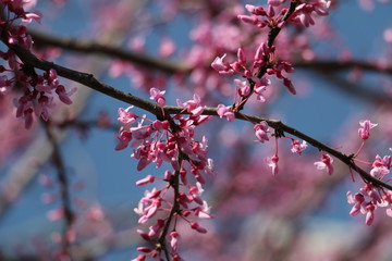 Redbuds