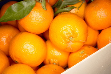 Tangerines in a box