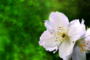 Kwiat jaśminu na zielonym tle