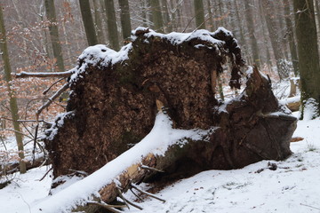 Winter im Wald