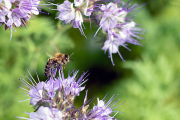 A bee collects honey on purple flowers. Harvesting honey in flowering meadows. Macro photography of bees