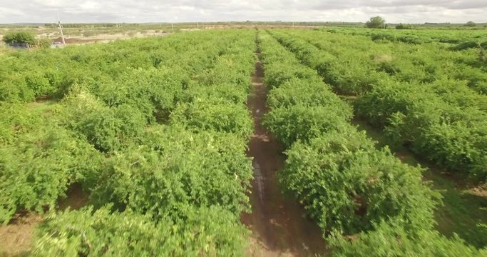 Forward moving aerial across fruit pickers harvesting organic agricultural fruit plantation on a field in rural landscape setting sunny day