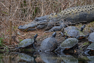 Alligator and Turtles